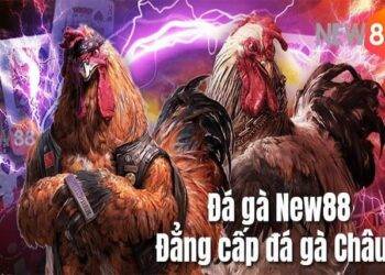 Discover and conquer the warehouse of super quality New88 betting products